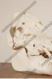 photo reference of skull 0008